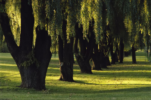 Willow Trees Toronto, Ontario, Canada Poster Print by J. A. Kraulis (17 x 11)
