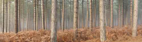 Pine Forest in Mist, Near Wareham, Dorset, England Poster Print by Jeremy Walker (30 x 8)