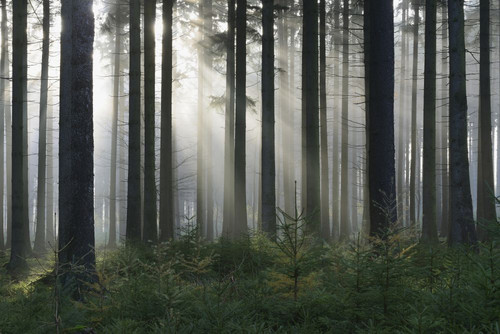 Spruce Forest in Early Morning Mist, Odenwald, Hesse, Germany Poster Print by Michael Breuer (20 x 13)
