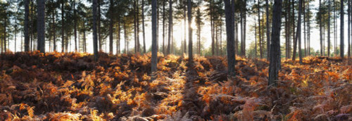 Pine Forest and Bracken, Near Wareham, Dorset, England Poster Print by Jeremy Walker (26 x 8)