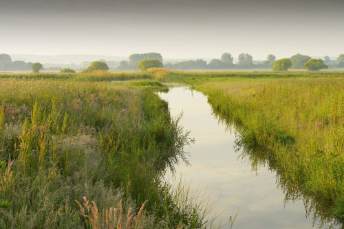 Wetland in morning light, Hesse, Germany, Europe Poster Print by Michael Breuer (20 x 13)