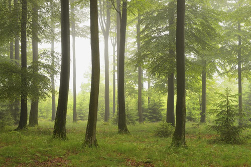 Beech forest (Fagus sylvatica) in early morning mist, Spessart, Bavaria, Germany, Europe Poster Print by Michael Breuer (20 x 13)