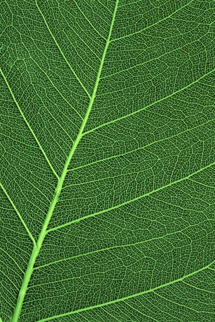 Close-Up of Leaf Poster Print by J. A. Kraulis (11 x 17)