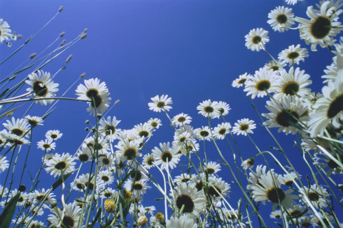 Daisies Poster Print by J. A. Kraulis (17 x 11)