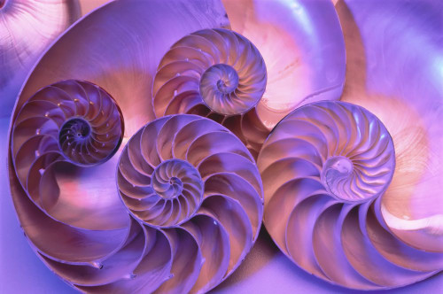 Close-Up of Nautilus Shells Poster Print by J. A. Kraulis (17 x 11)