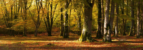 Beech Forest in Autumn, New Forest, Hampshire, England Poster Print by Jeremy Walker (25 x 8)