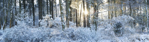 Woodland at Sunrise after Snow Fall, Dorset, England Poster Print by Jeremy Walker (32 x 9)