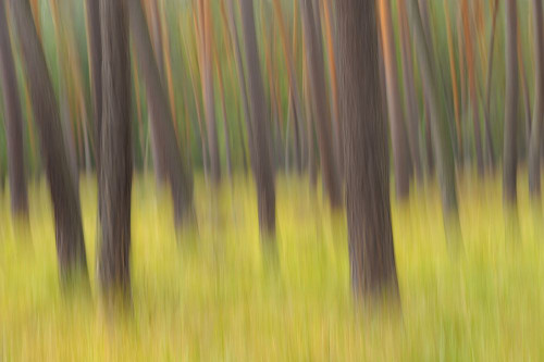 Blurred Pine Trees, Hesse, Germany Poster Print by Michael Breuer (17 x 11)