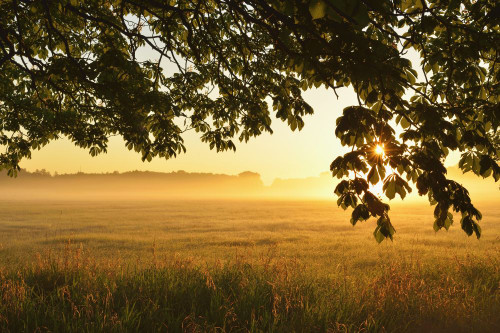 Chestnut tree branches and field at sunrise, Nature Reserve Moenchbruch, Moerfelden-Walldorf, Hesse, Germany, Europe Poster Print by Michael Breuer (20 x 13)