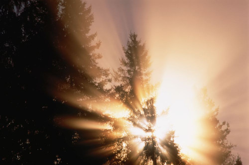 Sunrise through Trees Near Espanola, Ontario, Canada Poster Print by J. A. Kraulis (17 x 11)