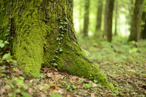 Close-up of Sweet Chestnut (Castanea sativa) Tree Trunk in Spring, Styria, Austria Poster Print by David & Micha Sheldon (18 x 11)