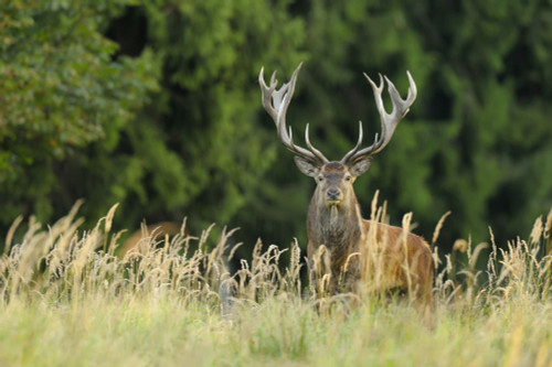 Red Deer, Saxony, Germany Poster Print by Michael Breuer (17 x 11)