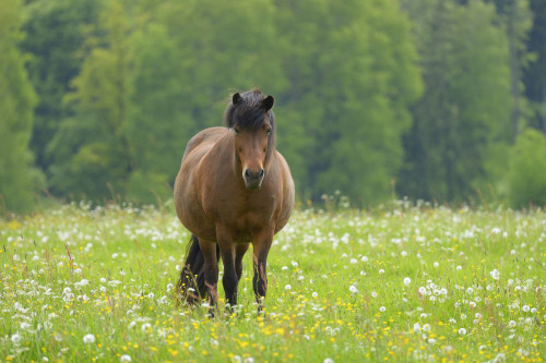 Horse on meadow, Springtime, Hesse, Germany, Europe Poster Print by Michael Breuer (20 x 13)