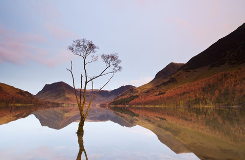 Lone Tree in Lake, Lake Buttermere, Lake District, England Poster Print by Jeremy Walker (19 x 12)