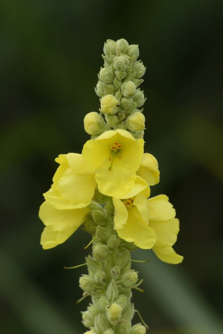 Close-up of Common Mullein (Verbascum thapsus), Neumarkt, Upper Palatinate, Bavaria, Germany Poster Print by David & Micha Sheldon (13 x 20)