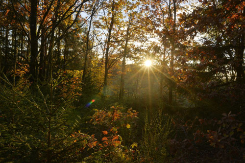 Sun Rays through European Beech (Fagus sylvatica) Forest in Autumn, Upper Palatinate, Bavaria, Germany Poster Print by David & Micha Sheldon (20 x 13)