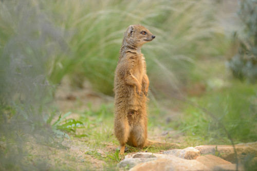 Yellow Mongoose (Cynictis penicillata) Standing on Hind Legs, Bavaria, Germany Poster Print by David & Micha Sheldon (20 x 13)