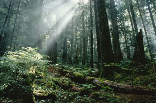 Coastal Rainforest Garibaldi Provincial Park British Columbia, Canada Poster Print by J. A. Kraulis (17 x 11)