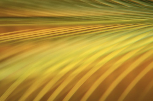 Close-Up of Papyrus Plant Poster Print by J. A. Kraulis (17 x 11)