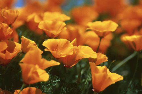 California Poppies Antelope Valley, California, USA Poster Print by J. A. Kraulis (17 x 11)