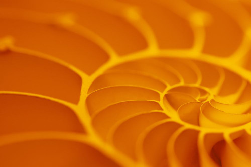 Close-Up of Nautilus Shell Poster Print by J. A. Kraulis (17 x 11)
