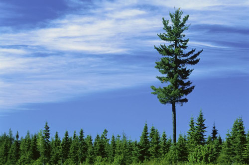 Tall Tree with Blue Sky New Brunswick, Canada Poster Print by J. A. Kraulis (17 x 11)
