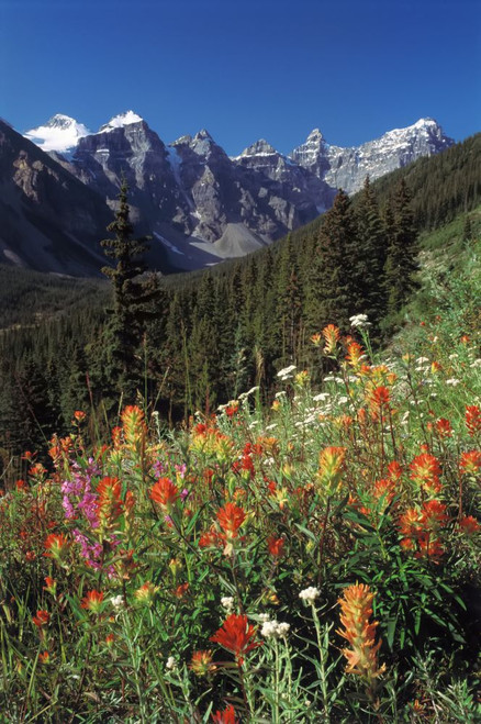 Alpine Flowers and The Ten Peaks Banff National Park Alberta, Canada Poster Print by J. A. Kraulis (11 x 17)