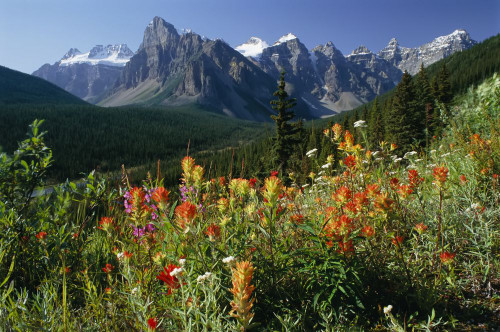 Alpine Flowers and The Ten Peaks Banff National Park Alberta, Canada Poster Print by J. A. Kraulis (17 x 11)