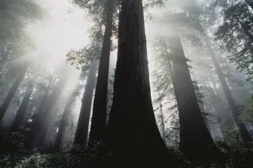 Ladybird Johnson Grove Redwood National Park California, USA Poster Print by J. A. Kraulis (17 x 11)