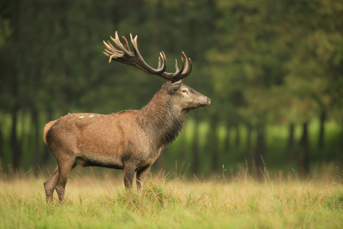 Red Deer (Cervus elaphus), Germany Poster Print by Christina Krutz (17 x 11)