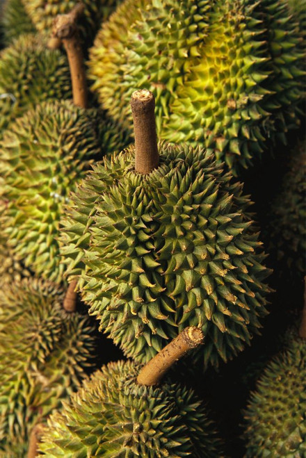 Durian Fruits, Binh Tay Market, Ho Chi Minh City, Vietnam Poster Print by Brian Sytnyk (11 x 17)
