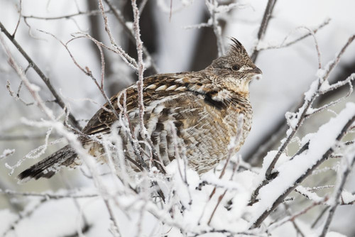 Spruce grouse (Falcipennis canadensis) in a snow-covered tree; Whitehorse, Yukon, Canada Poster Print by Robert Postma (19 x 12)