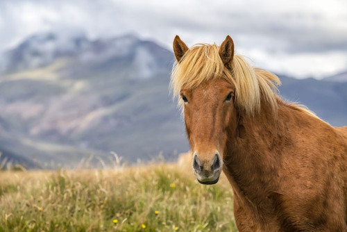 Portrait of an Icelandic horse in the natural landscape; Iceland Poster Print by Robert Postma (18 x 12)
