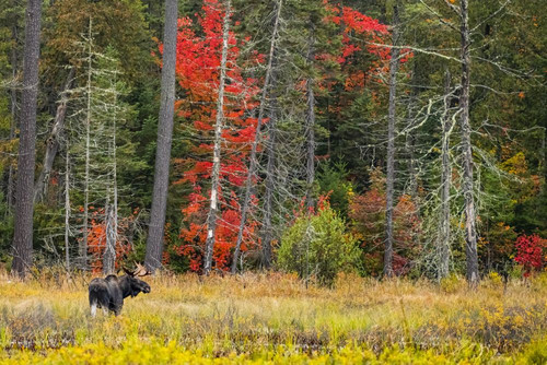 Young bull moose (Alces alces americana) in a pond, Algonquin Provincial Park; Ontario, Canada Poster Print by Robert Postma (19 x 12)