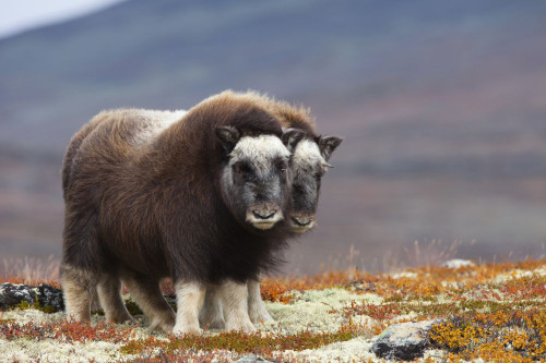 Young Muskoxes (Ovibos moschatus), Dovrefjell Sunndalsfjella National Park, Norway Poster Print by Christina Krutz (18 x 12)