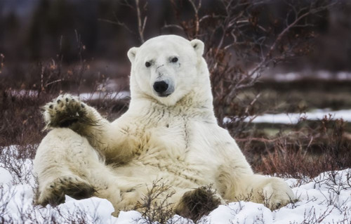 Polar Bear (Ursus Maritimus) Sitting In The Snow; Churchill, Manitoba, Canada Poster Print by Robert Postma (19 x 12)