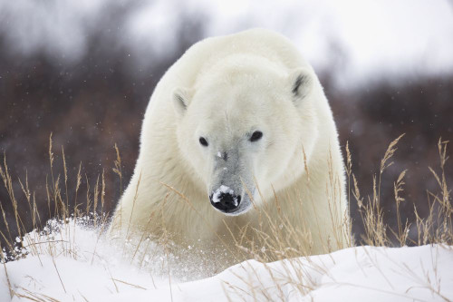 Polar bear (ursus maritimus) walking along hudson's bay; Churchill manitoba canada Poster Print by Robert Postma (19 x 12)