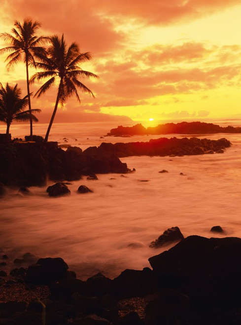 Palm Trees and Beach at Sunset, North Shore, Oahu, Hawaii, USA Poster Print by Brian Sytnyk (12 x 16)