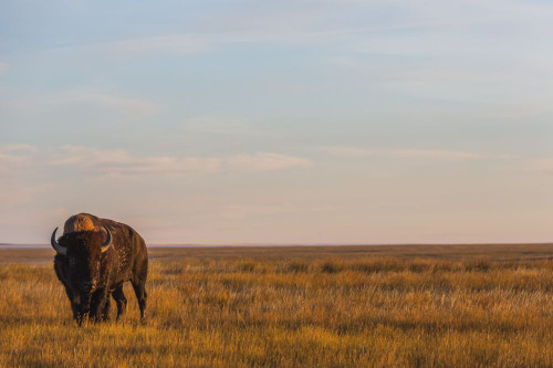 Bison (Bison Bison), Grasslands National Park; Saskatchewan, Canada Poster Print by Robert Postma (19 x 12)