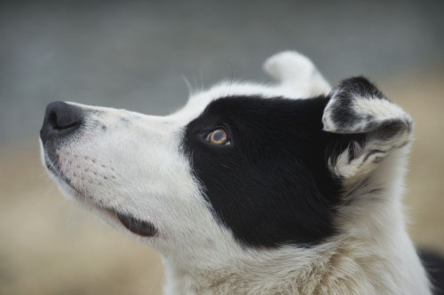 Icelandic Sheep Herding Dog; Iceland Poster Print by Robert Postma (19 x 12)