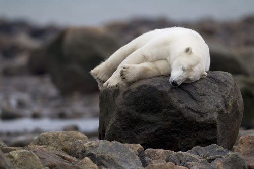 Bear Laying On Rock, Manitoba, Canada Poster Print by Robert Postma (17 x 11)
