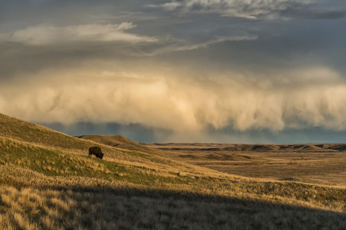 Bison (bison bison) grazing at sunset, Grasslands National Park; Saskatchewan, Canada Poster Print by Robert Postma (19 x 12)