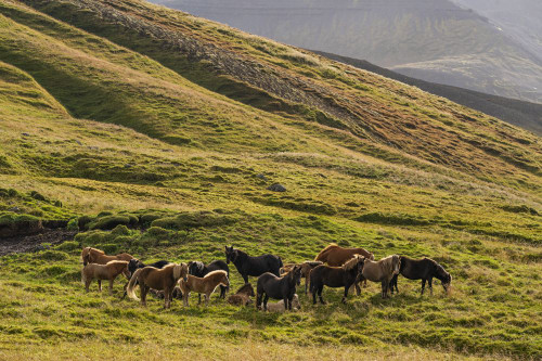 Icelandic horses in the rugged landscape; Iceland Poster Print by Robert Postma (18 x 12)