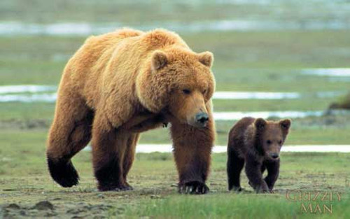 Grizzly Man Movie Poster Print (11 x 17) - Item # MOVGF9646