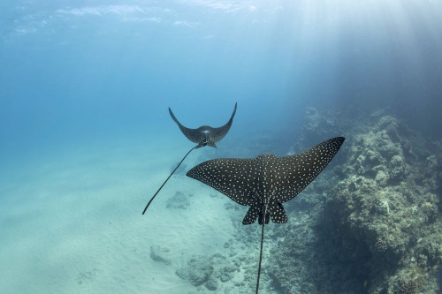 Spotted Eagle Rays (Aetobatis narinari) reach over six feet in wingspan and are related to sharks; Hawaii, United States of America Poster Print by Dave Fleetham (20 x 13)