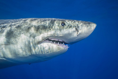 This Great white shark (Carcharodon carcharias) was photographed off Guadalupe Island, Mexico; Guadalupe Island, Mexico Poster Print by Dave Fleetham (19 x 12)