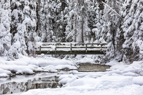 Snow-covered bridge and stream with some open water near Emerald Lake in the winter in the Rocky Mountains of Yoho National Park; British Columbia, Canada Poster Print by LJM Photo (19 x 12)