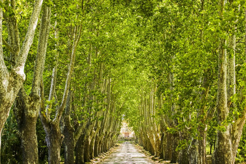 Alley of trees leading up to a house in Aix en Provence of France; Aix en Provence, Cote d'Azure, France Poster Print by Michael Melford (17 x 11)