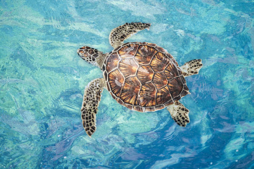 Green sea turtle (Chelonia mydas), an endangered species, on the surface for a breath off West Maui, Hawaii; Maui, Hawaii, United States of America Poster Print by Dave Fleetham (20 x 13) Green sea turtle (Chelonia mydas), an endangered species, on the surface for a breath off West Maui, Hawaii; Maui, Hawaii, United States of America Poster Print by Dave Fleetham (20 x 13)