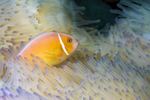 This common anemonefish (Amphiprion perideraion) is most often found associated with the anemone (Heteractis magnifica) as pictured here; Yap, Federated States of Micronesia Poster Print by Dave Fleetham (20 x 13)